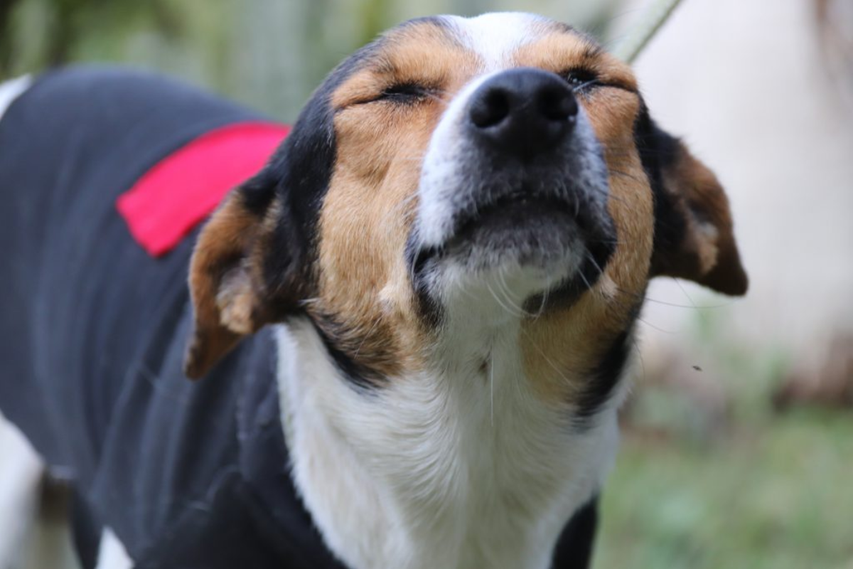 Canil Municipal de Sorocaba abre para adoção neste sábado (28)