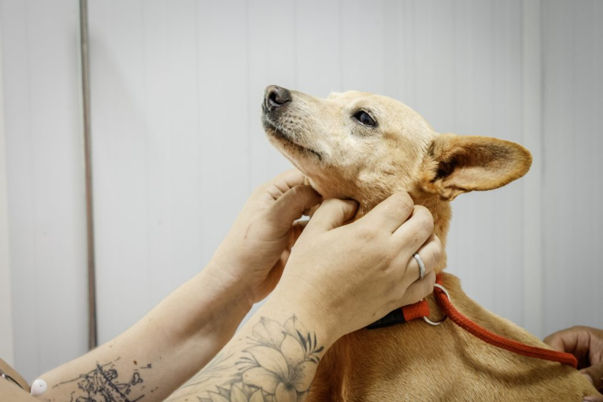 Pro Pet SP amplia castração gratuita em novas cidades