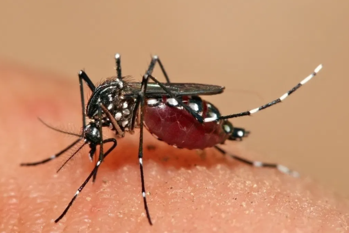 São Paulo tem a primeira morte por febre amarela em 2026