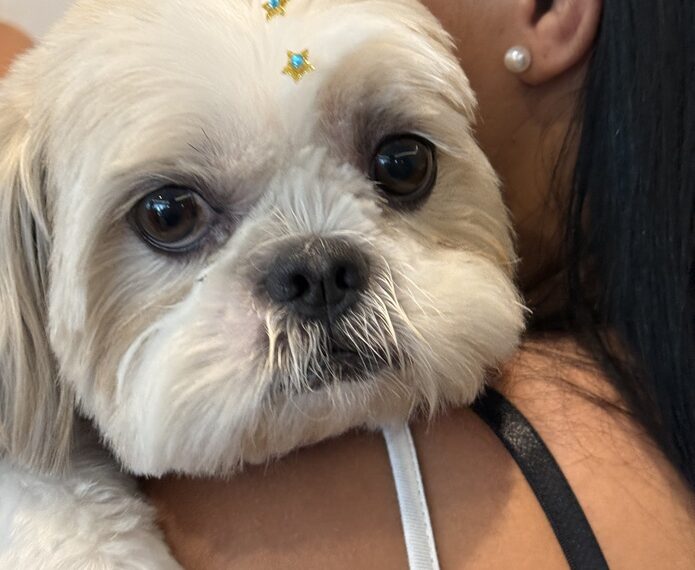 São Bernardo Plaza Shopping - feira de adoção de pets