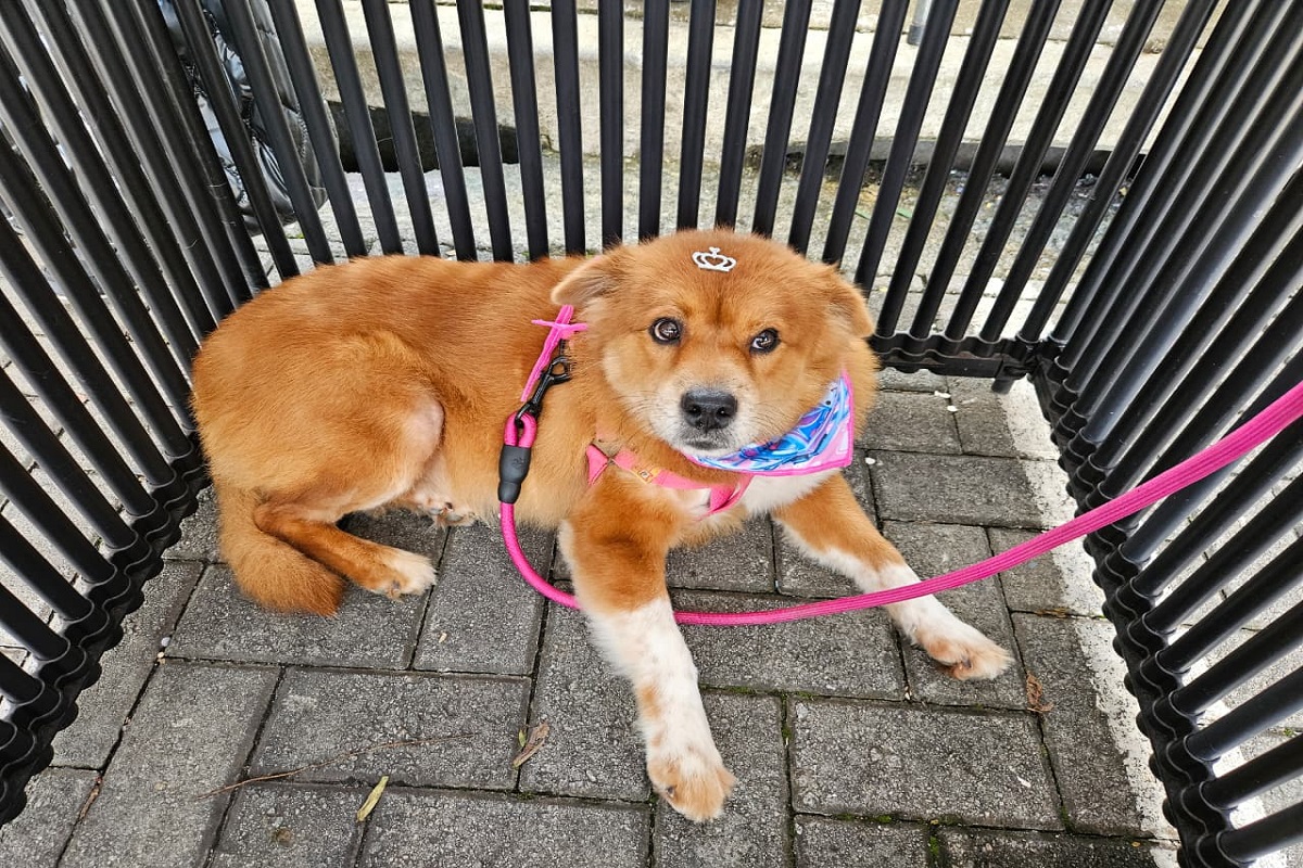 Tigela Cheia arrecada 350 kg de garrafas PET em Ribeirão Pires