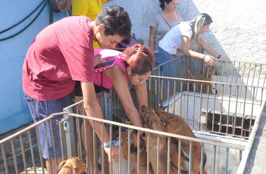 Feira de adoção -Caraguatatuba