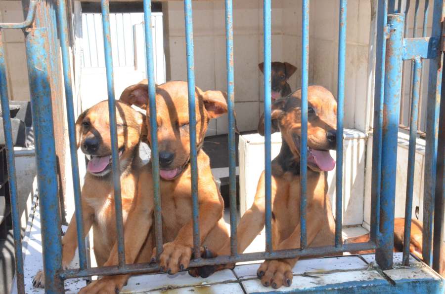 CCZ de Caraguatatuba realiza feira de adoção neste sábado