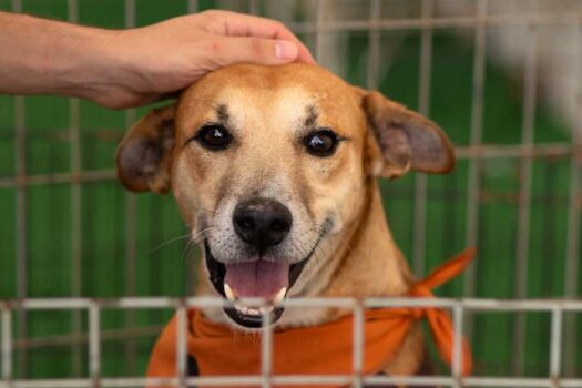 Bauru Shopping realiza feira de adoção de pets neste sábado