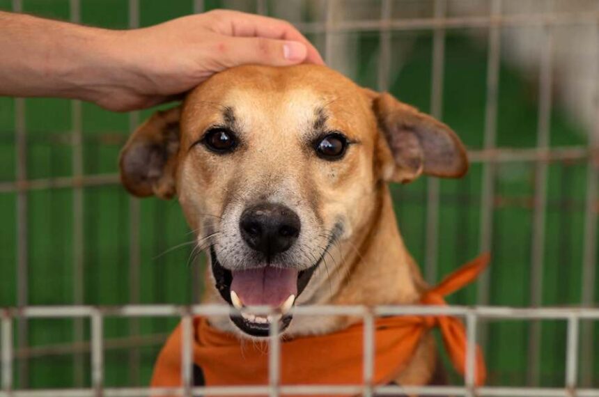 feira de adoção