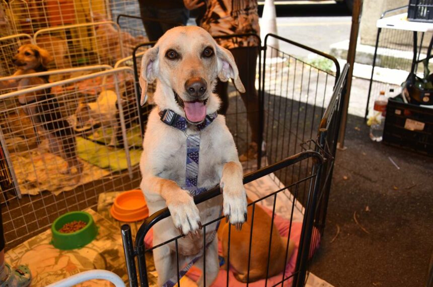 Feira de adoção