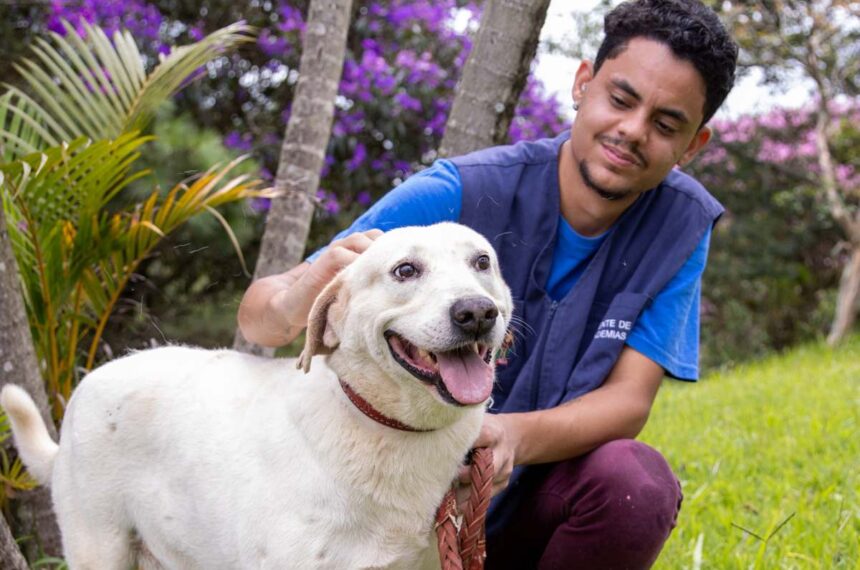 adoções de animais - Itaquaquecetuba