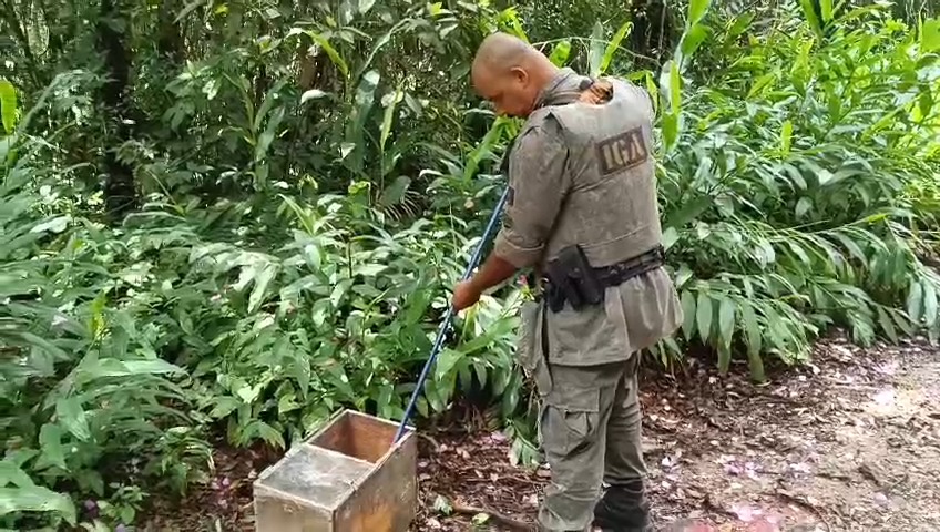 GCM Ambiental resgata jararaca em residência no bairro Estoril