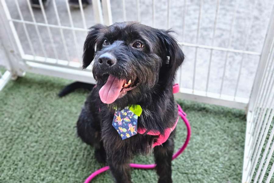 Ribeirão Pires realiza mais uma edição do Tigela Cheia