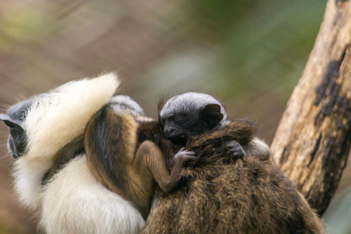 Zoológico de São Paulo tem nascimento de 2 filhotes de Sauim-de-Coleira