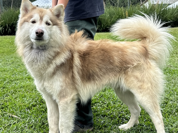 ParkShopping São Caetano realiza feira de adoção neste sábado (14)