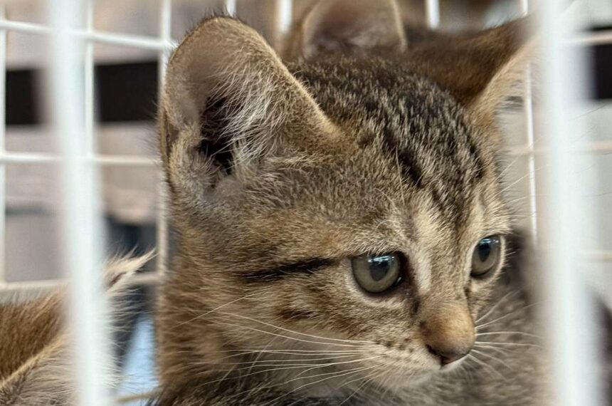 Adoção de cães e gatos