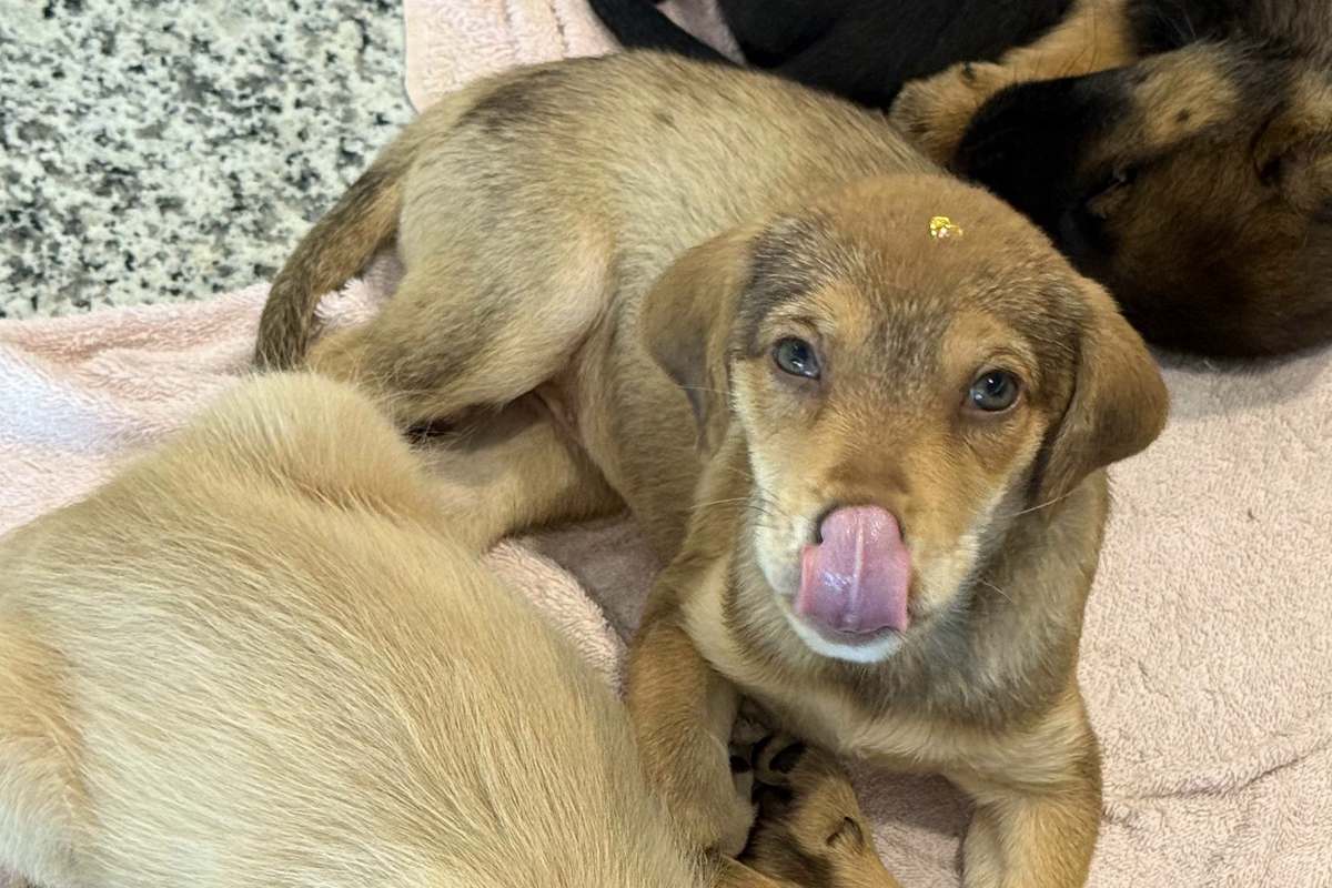 São Paulo incentiva adoção de pets no Centro Municipal