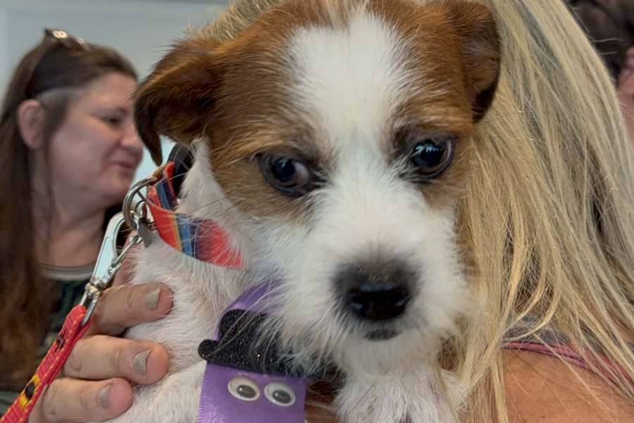 Evento de Adoção reúne cães e gatos em São Bernardo Plaza