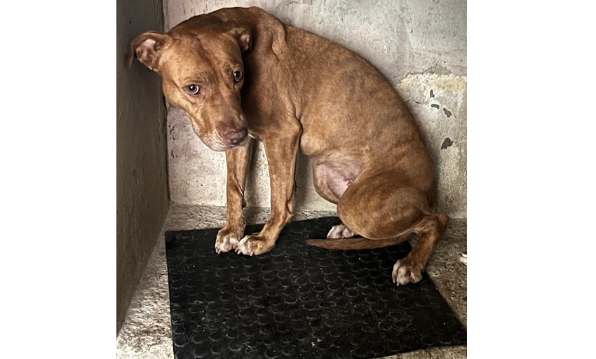 AME Animal - Cachorro