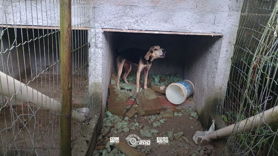 Cães são resgatados de cativeiro em Ubatuba