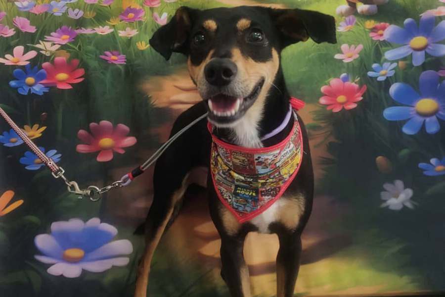 Feira de adoção incentiva adoção responsável em Santo André