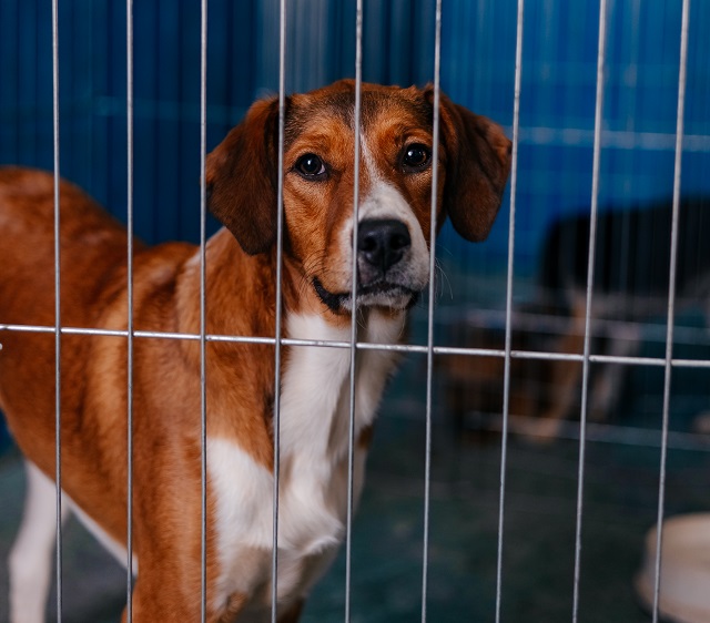 São Bernardo abre inscrições para mutirão gratuito de castração