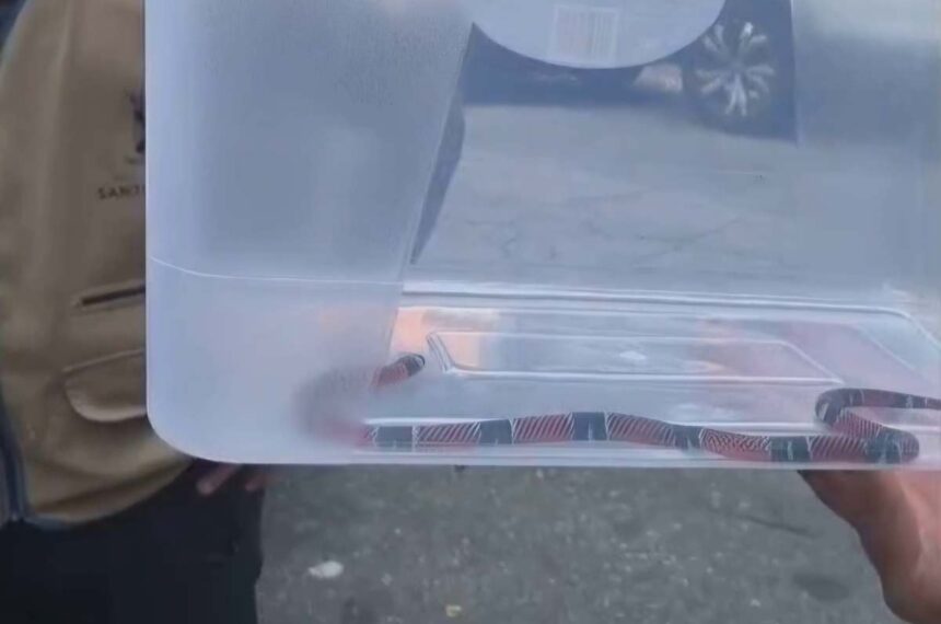 Falsa coral  - Santo André