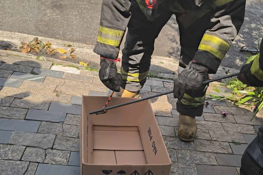 Falsa coral é resgatada e devolvida à natureza em Santo André