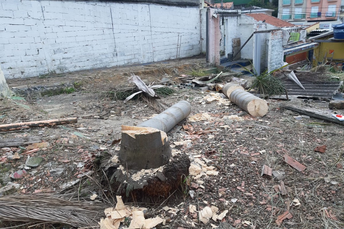 Santo André amplia fiscalização por corte ilegal de árvores