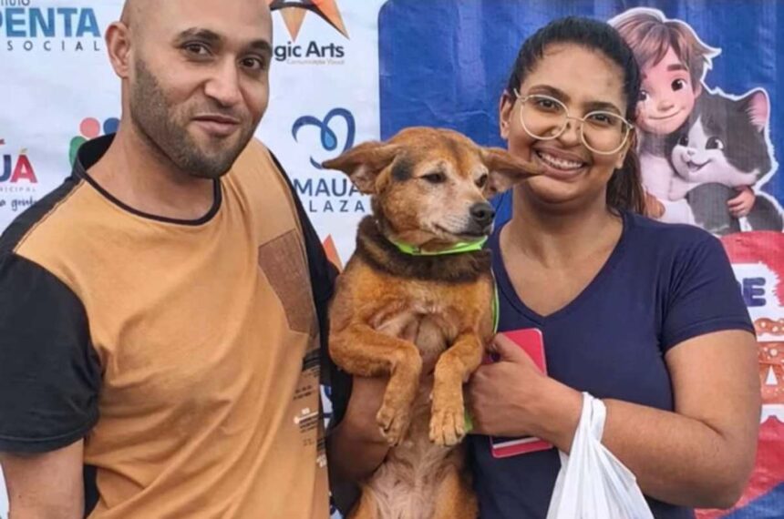 adoção de animais - Mauá