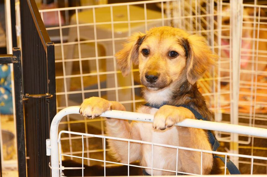 doação de animal - OAB Santo André 