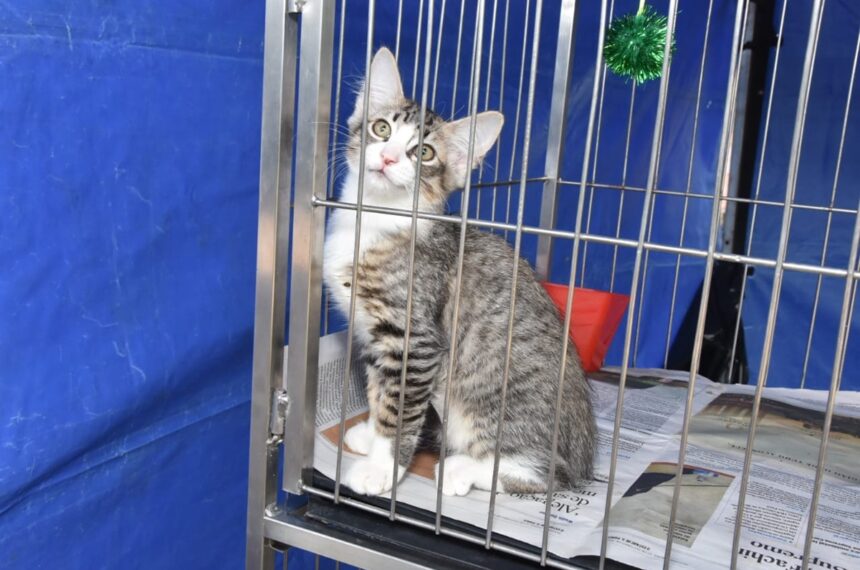 Feira de adoção - Parque Celso Daniel