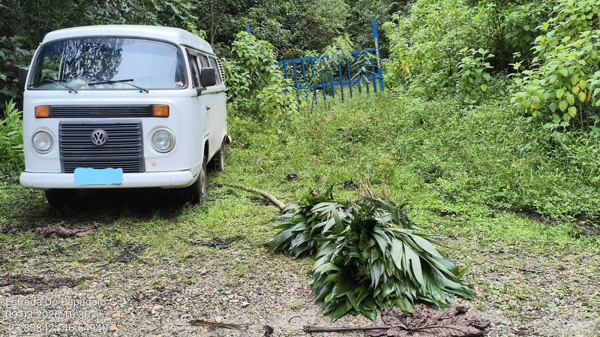 GCM Ambiental apreende carga ilegal na Mata Atlântica