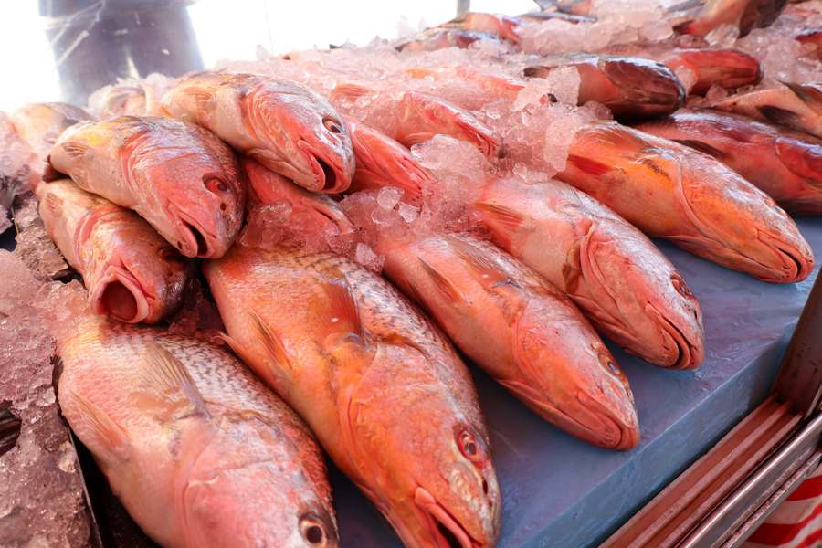 Venda de peixes cresce 38% em Mauá e atinge 10,5 toneladas