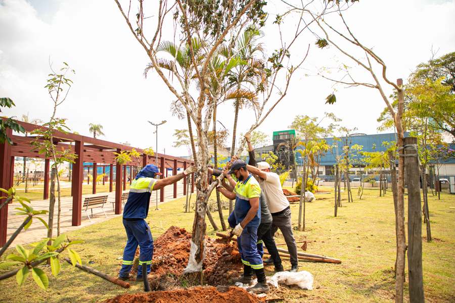 São Caetano amplia plantio de árvores em parques