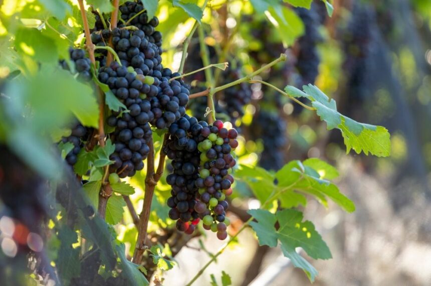 Rotas do Vinho - vinícolas