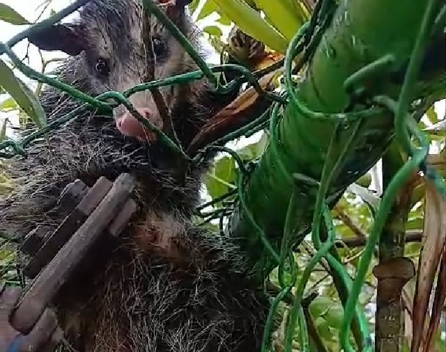 GCM Ambiental de São Bernardo resgata saruê em escola municipal