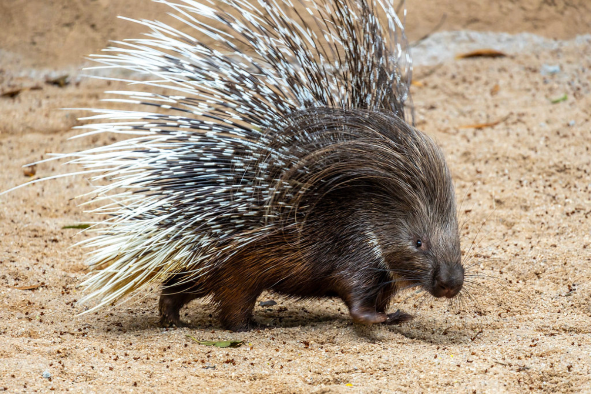 Zoo de São Paulo recebe porco-espinho africano inédito no país