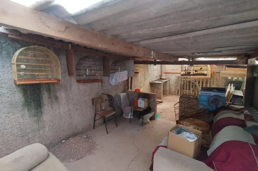 GCM Ambiental de São Bernardo flagrou criação irregular de aves silvestres no bairro Assunção (foto: Divulgação/PMSBC)