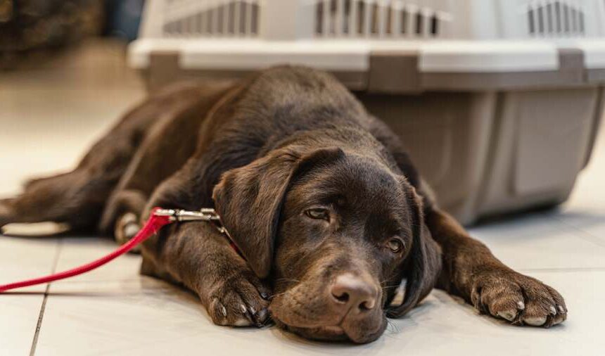 Páscoa - PET- cachorro- gato