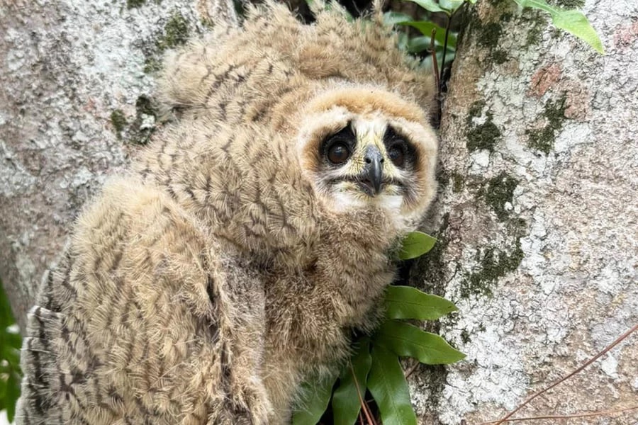 Filhotes de coruja são resgatados em condomínio no Guarujá