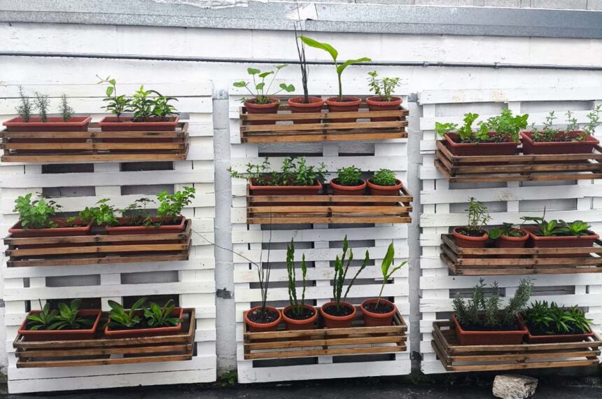 hortas comunitárias - Santo André