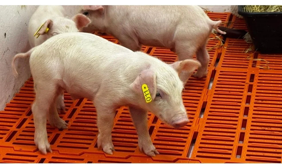 Brasil clona porco e avança em transplantes entre espécies