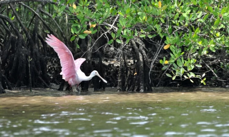 Itanhaém apresenta projetos de R$ 4 milhões para preservação ambiental