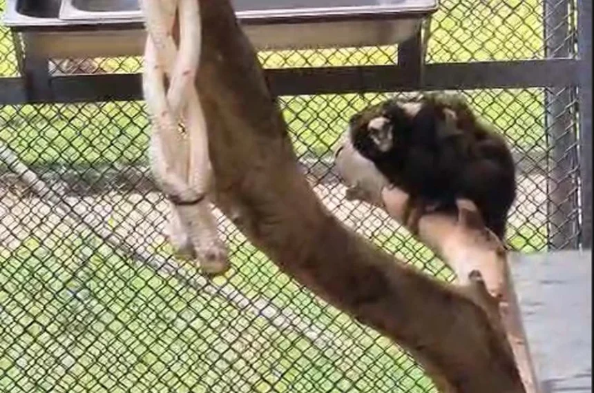 sagui-da-serra-escuro