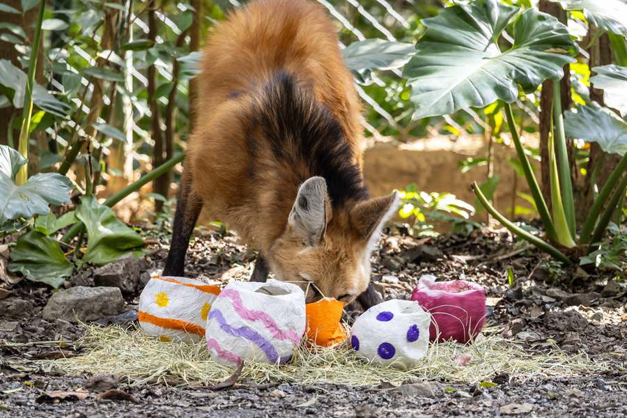 Zoo São Paulo destaca bem-estar animal na Páscoa