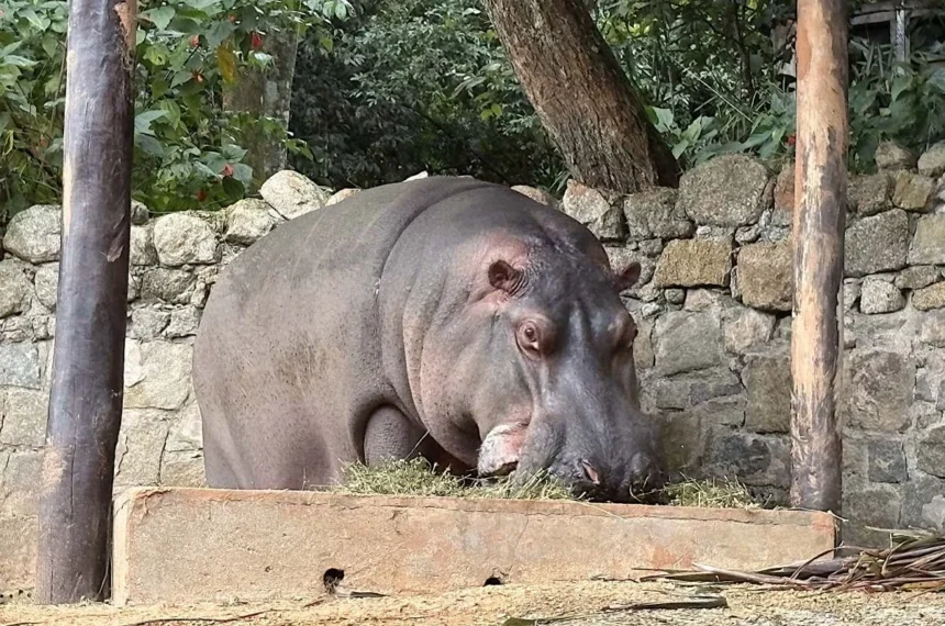 Zoológico de São Paulo - hipopótamo 