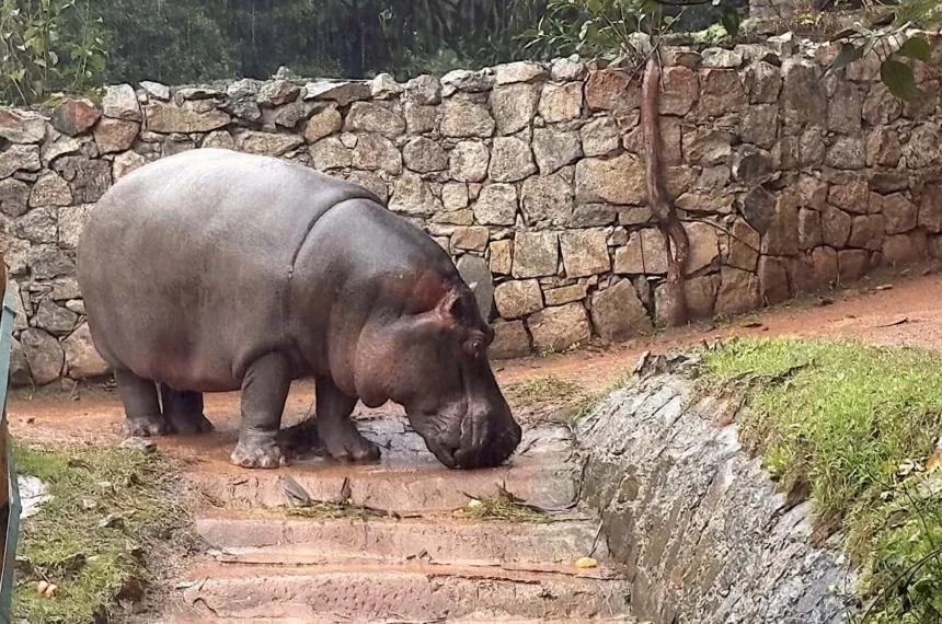 Zoológico de São Paulo - hipopótamo