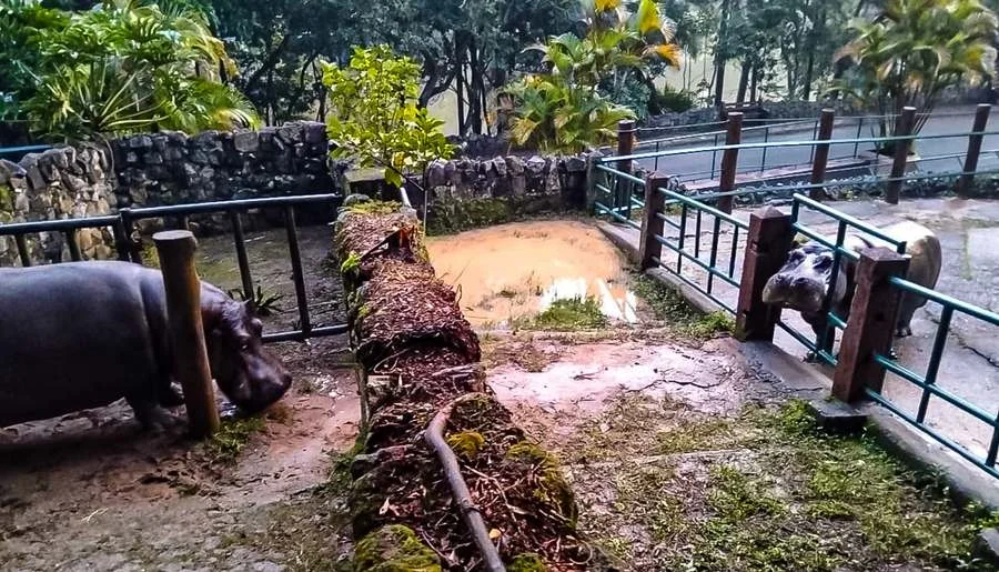 Hipopótamo Ramon inicia adaptação no Zoológico de São Paulo
