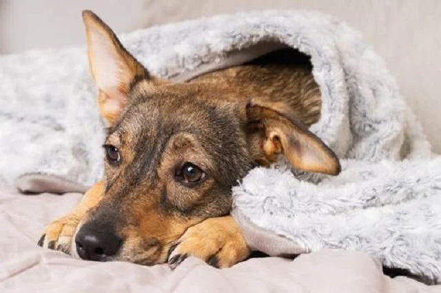 Cobasi realiza 9ª Campanha do Agasalho Pet com mais de 100 ONGs Pet Friendly