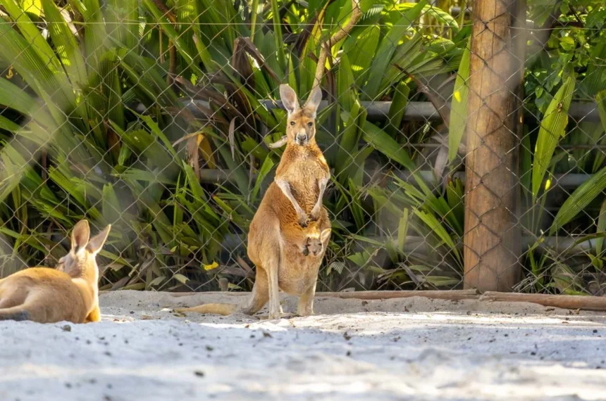 Zoológico de São Paulo