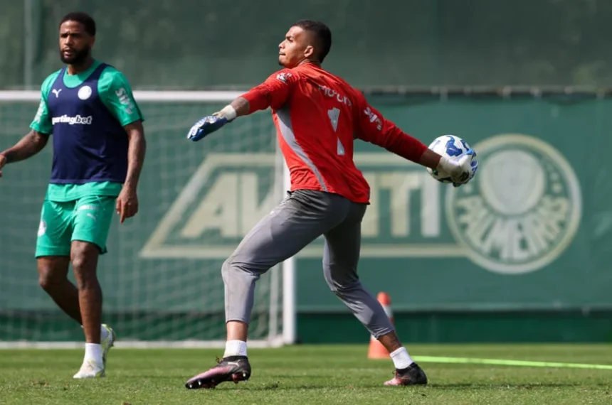 Palmeiras aranha