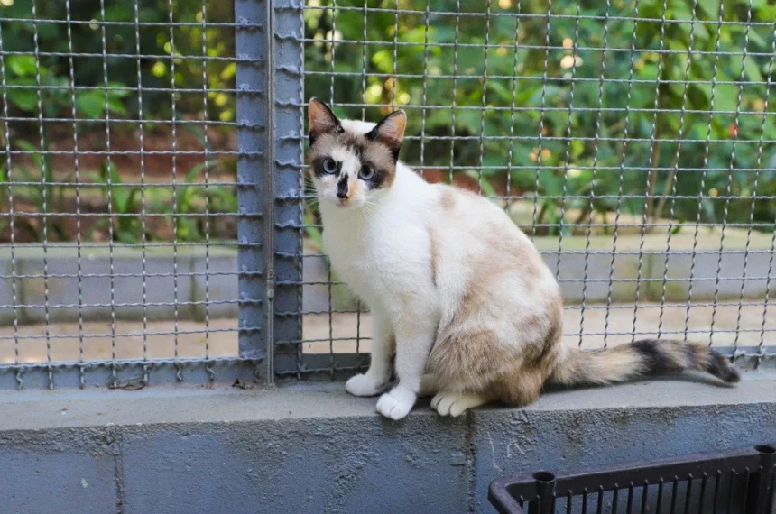 Praça da Moça recebe mutirão para castração de cães e gatos. castra