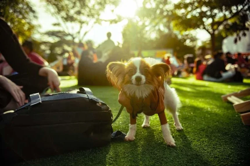Festival Pet